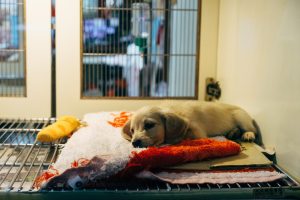 Tierschutzverein Bellas Pfotenhilfe eigenes Tierheim in Deutschland Hunde retten