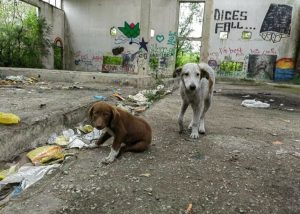 Tierschutzverein Bellas Pfotenhilfe Kladusa Straßenhunde, die im Norgendwo warten