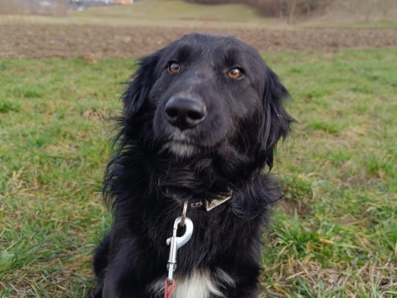 aslan_adoptieren_rüde Tierschutzverein Bellas Pfotenhilfe Hunderettung Bosnien Hund adoptieren Amelie