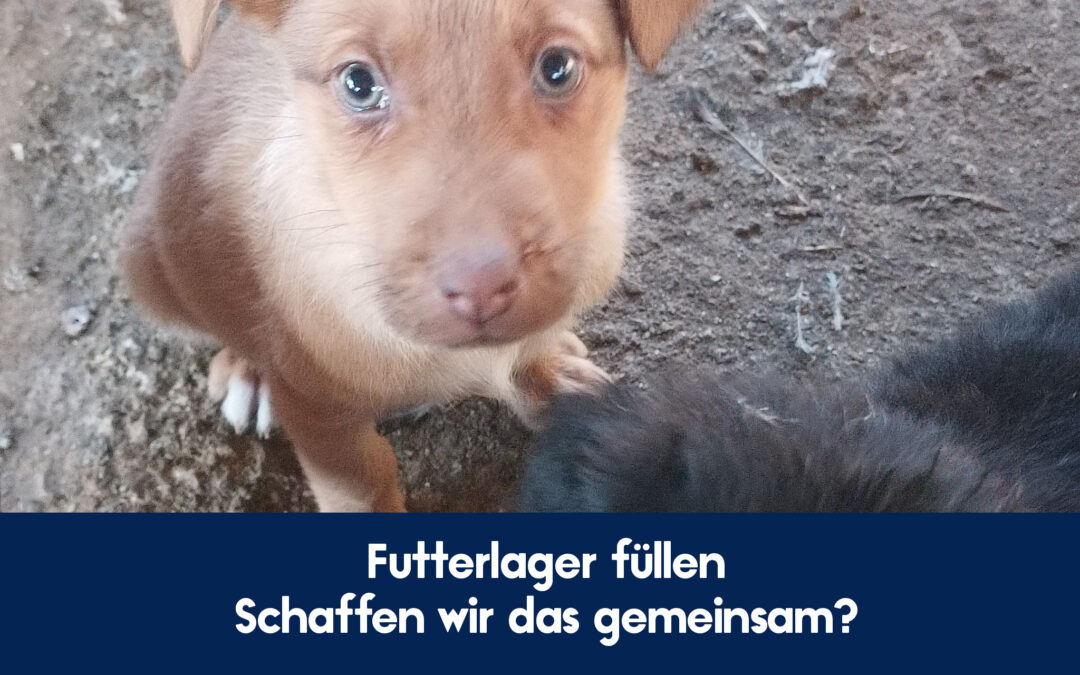 Tierschutzverein Bellas Pfotenhilfe Hunderettung Bosnien Futterlager füllen Futterspende