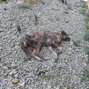 Tierschutzverein Bellas Pfotenhilfe Hunderettung Bosnien die Rettung war nah