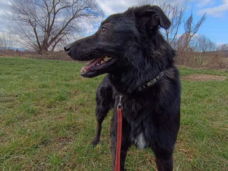 blacky_adoption_rüde Tierschutzverein Bellas Pfotenhilfe Hunderettung Bosnien Hund adoptieren Blacky
