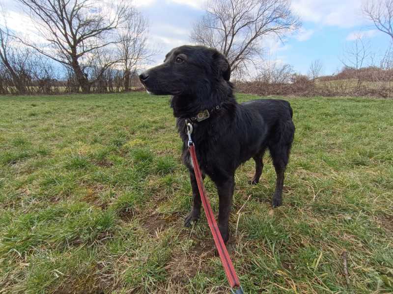 blacky_rüde_adoptieren Tierschutzverein Bellas Pfotenhilfe Hunderettung Bosnien Hund adoptieren Blacky