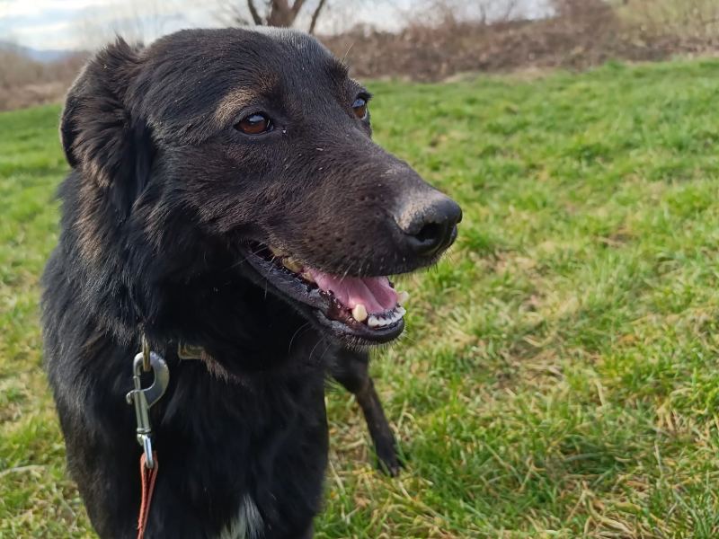 blacky_rüde_adoption Tierschutzverein Bellas Pfotenhilfe Hunderettung Bosnien Hund adoptieren Blacky