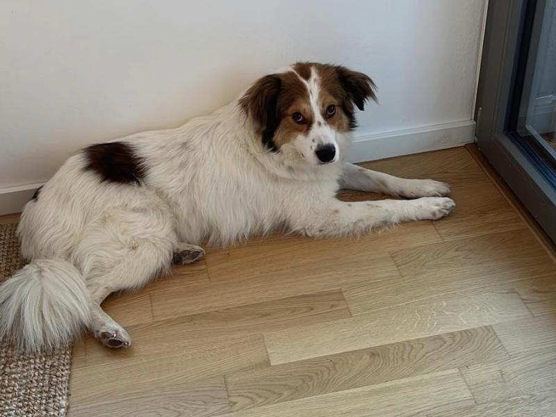 fritzi_adoption_rüde Tierschutzverein Bellas Pfotenhilfe Hunderettung Bosnien Hund adoptieren Fritzi