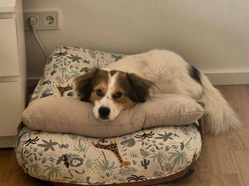 fritzi_rüde_adoptieren Tierschutzverein Bellas Pfotenhilfe Hunderettung Bosnien Hund adoptieren Fritzi