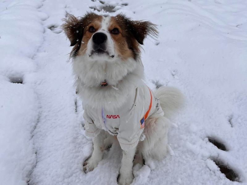fritzi_zuhausegesucht_rüde Tierschutzverein Bellas Pfotenhilfe Hunderettung Bosnien Hund adoptieren Fritzi