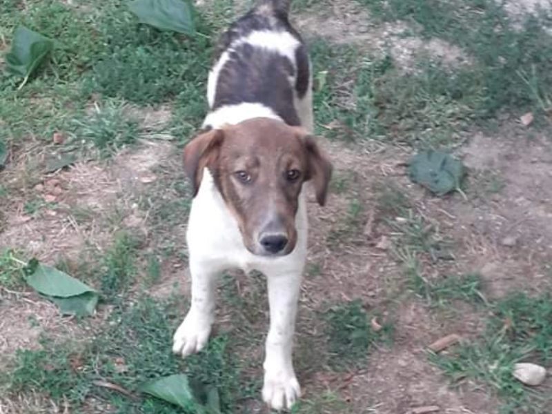 Tierschutzverein Bellas Pfotenhilfe Hunderettung Bosnien Hund adoptieren Milo
