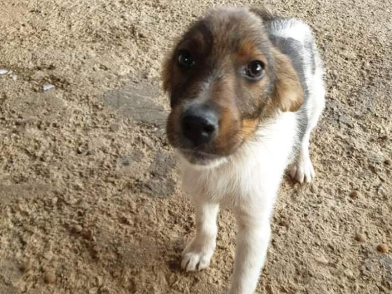Tierschutzverein Bellas Pfotenhilfe Hunderettung Bosnien Hund adoptieren Milo