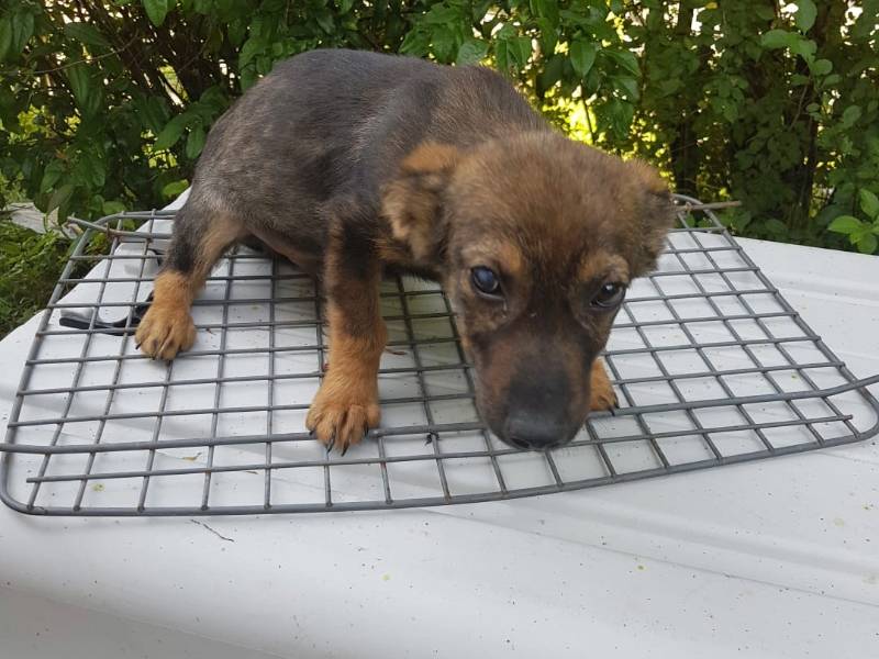 Tierschutzverein Bellas Pfotenhilfe Hunderettung Bosnien Hund adoptieren Timon