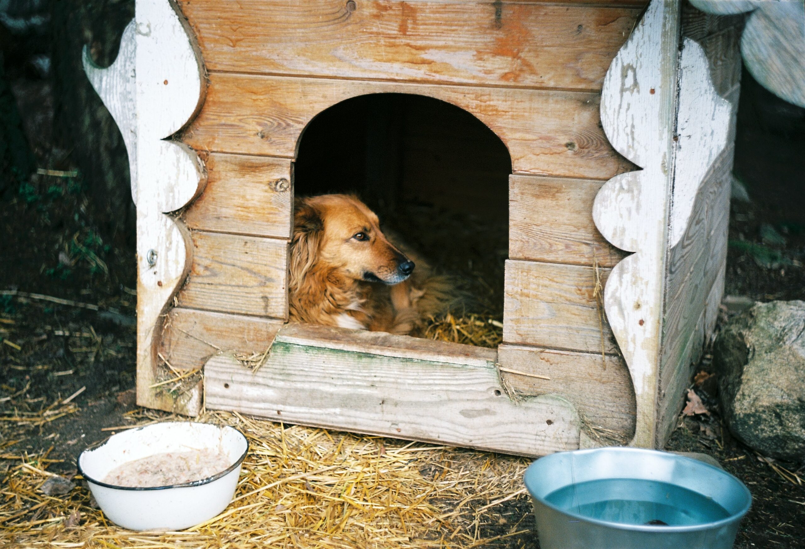 Tierschutzverein Bellas Pfotenhilfe eigenes Tierheim in Deutschland