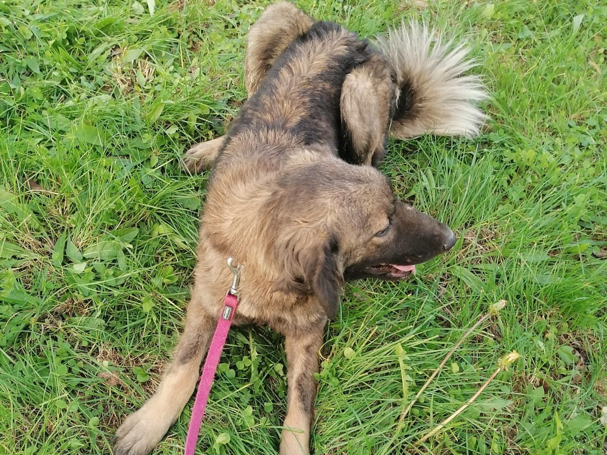 Tierschutzverein Bellas Pfotenhilfe Hunderettung Bosnien Hund adoptieren Dona