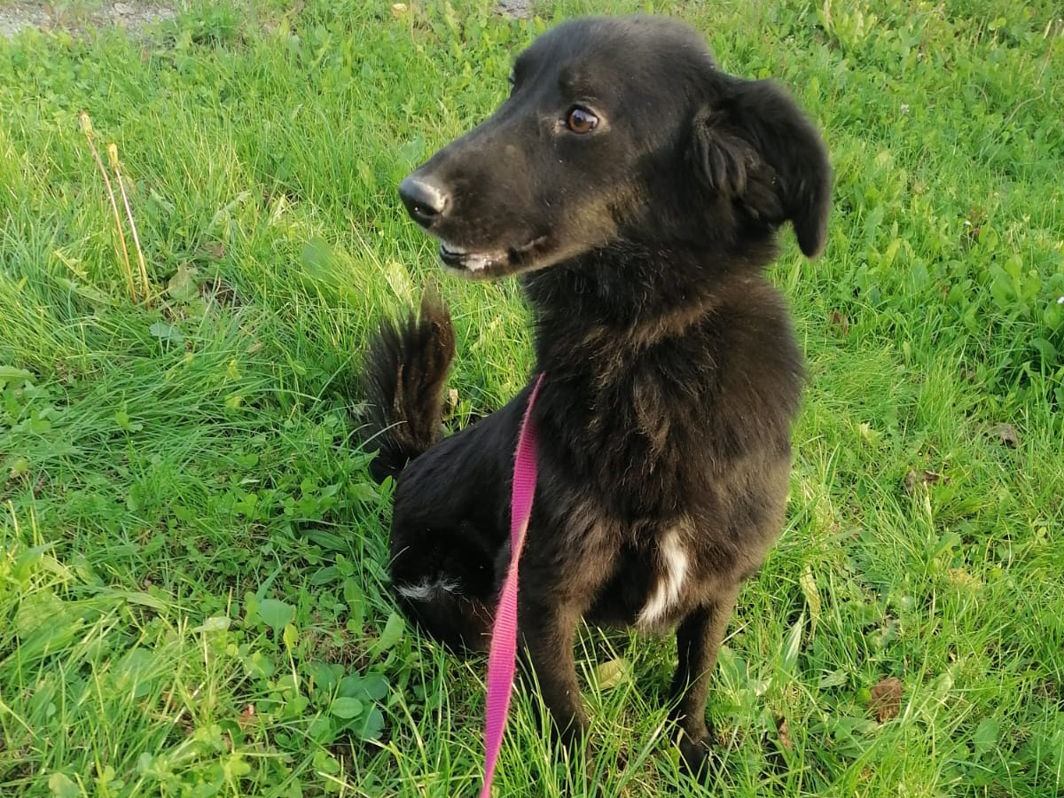 Tierschutzverein Bellas Pfotenhilfe Hunderettung Bosnien Hund adoptieren Sara