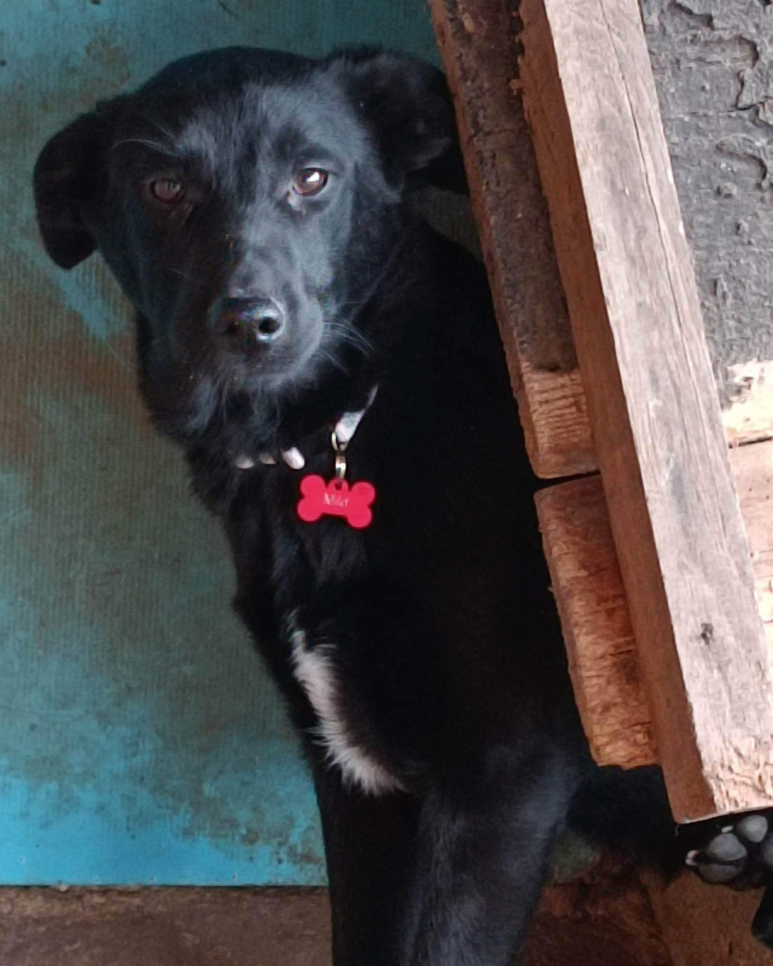 Tierschutzverein Bellas Pfotenhilfe Hunderettung Bosnien Hund adoptieren Abby