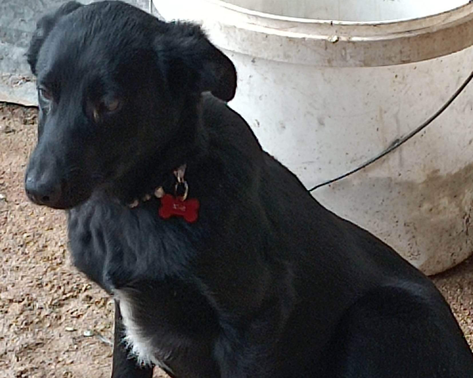 Tierschutzverein Bellas Pfotenhilfe Hunderettung Bosnien Hund adoptieren Abby