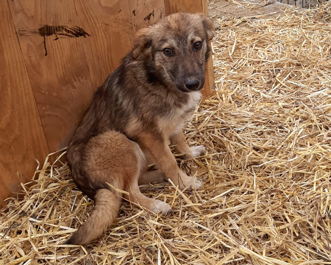 Tierschutzverein Bellas Pfotenhilfe Hunderettung Bosnien Hund adoptieren Amaia