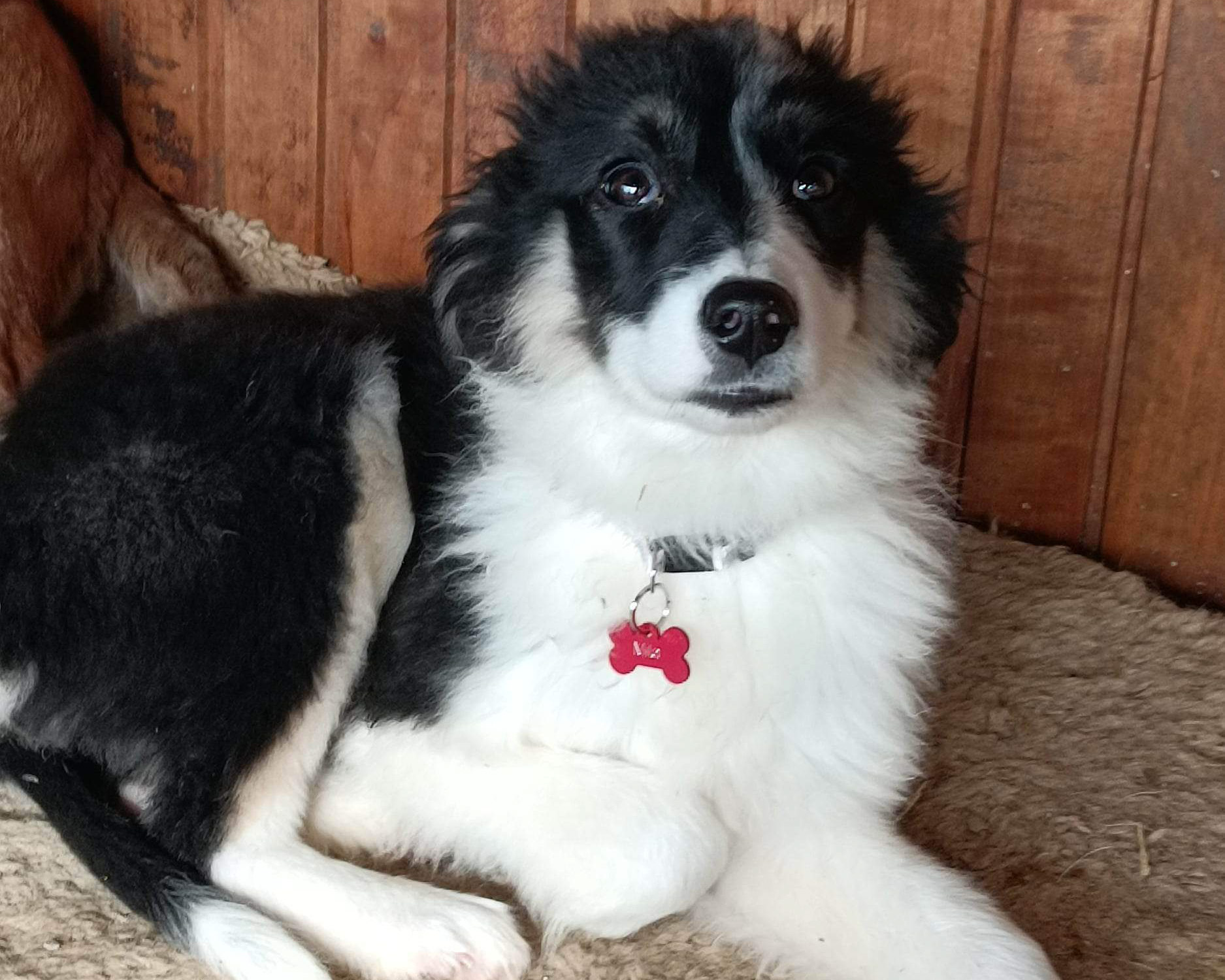 Tierschutzverein Bellas Pfotenhilfe Hunderettung Bosnien Hund adoptieren Amelie