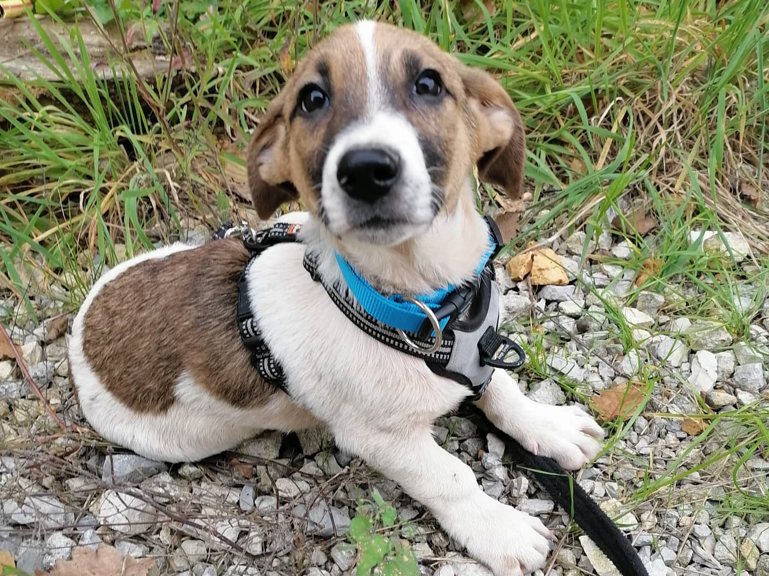 Tierschutzverein Bellas Pfotenhilfe Hunderettung Bosnien Hund adoptieren Arni