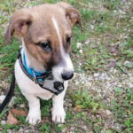 Tierschutzverein Bellas Pfotenhilfe Hunderettung Bosnien Hund adoptieren Arni
