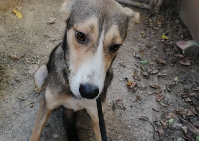 Tierschutzverein Bellas Pfotenhilfe Hunderettung Bosnien Hund adoptieren Bebbo