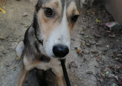 Tierschutzverein Bellas Pfotenhilfe Hunderettung Bosnien Hund adoptieren Bebbo