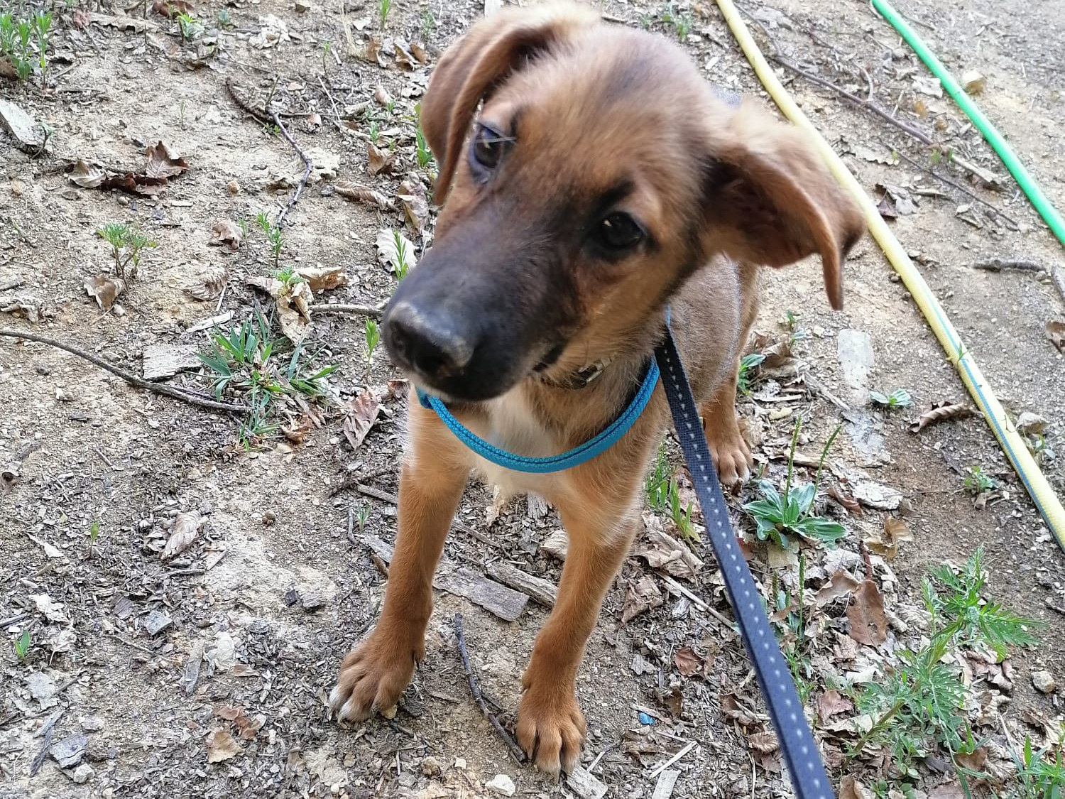 Tierschutzverein Bellas Pfotenhilfe Hunderettung Bosnien Hund adoptieren Ben