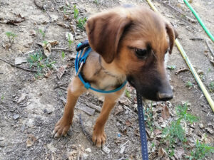 Tierschutzverein Bellas Pfotenhilfe Hunderettung Bosnien Hund adoptieren Ben