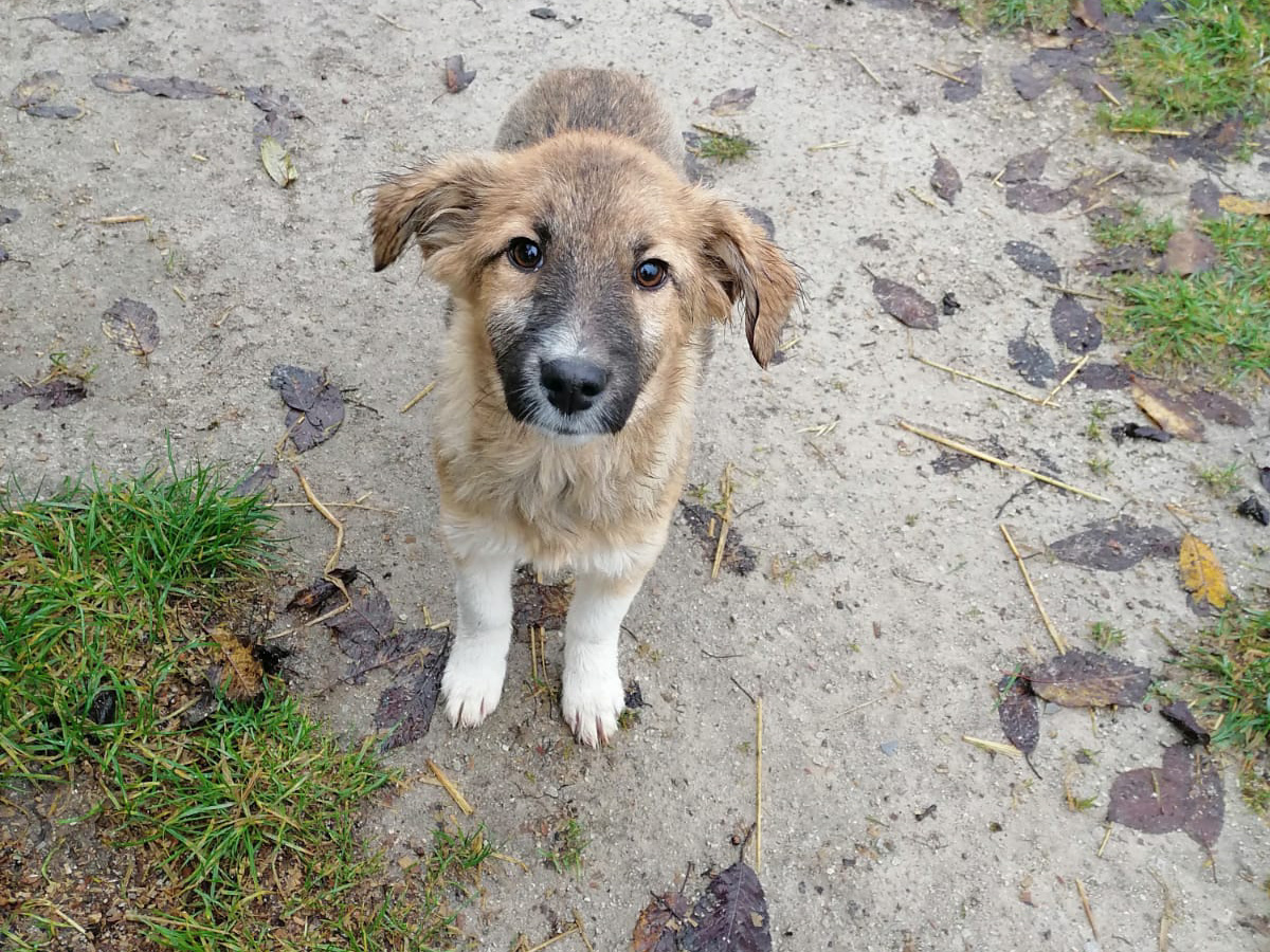 Tierschutzverein Bellas Pfotenhilfe Hunderettung Bosnien Hund adoptieren Bonita