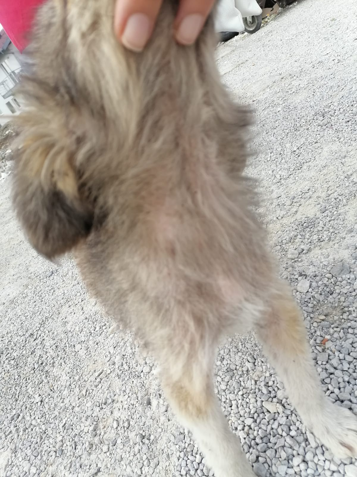 Tierschutzverein Bellas Pfotenhilfe Hunderettung Bosnien Hund adoptieren Bonita