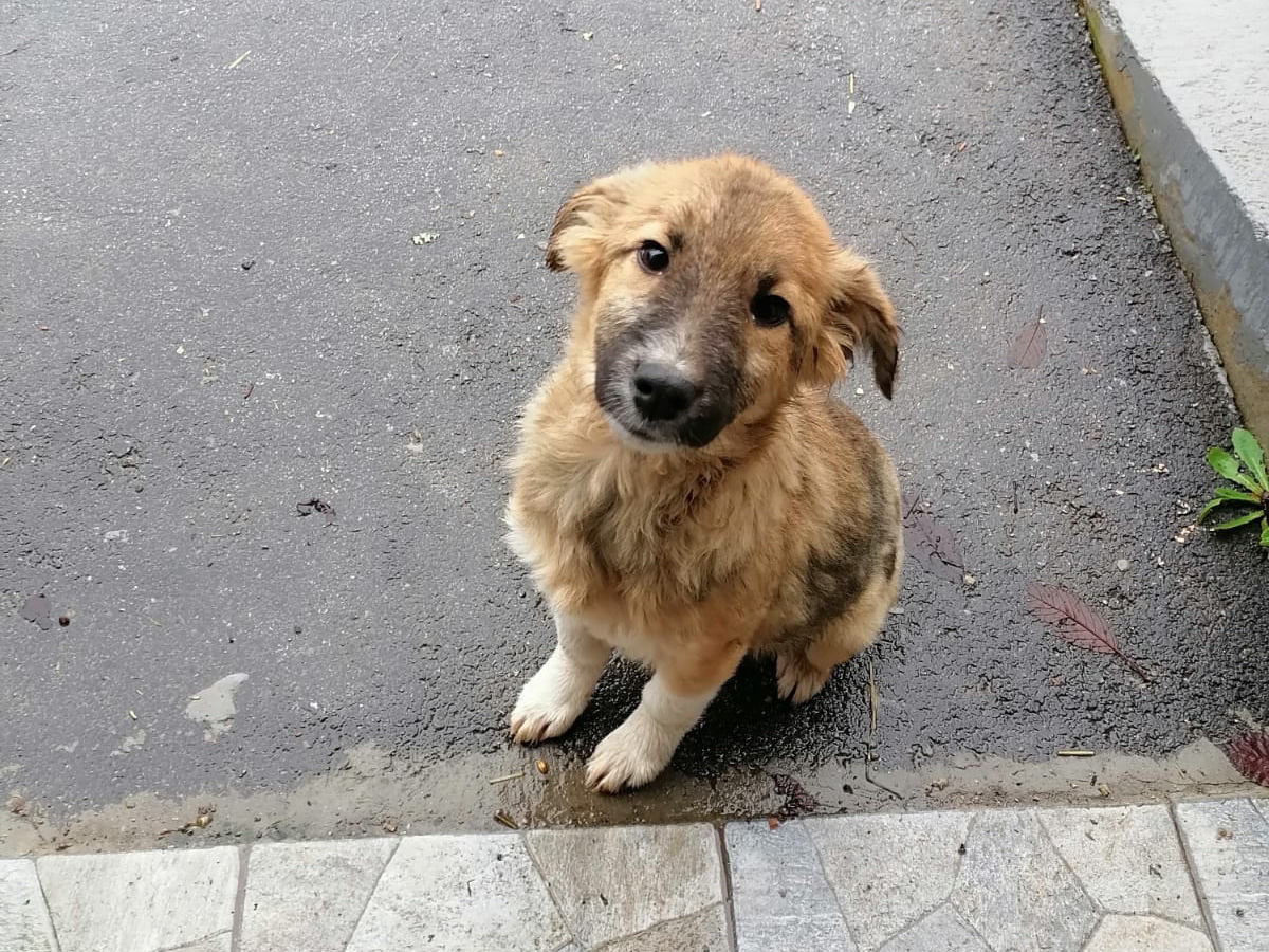 Tierschutzverein Bellas Pfotenhilfe Hunderettung Bosnien Hund adoptieren Bonita