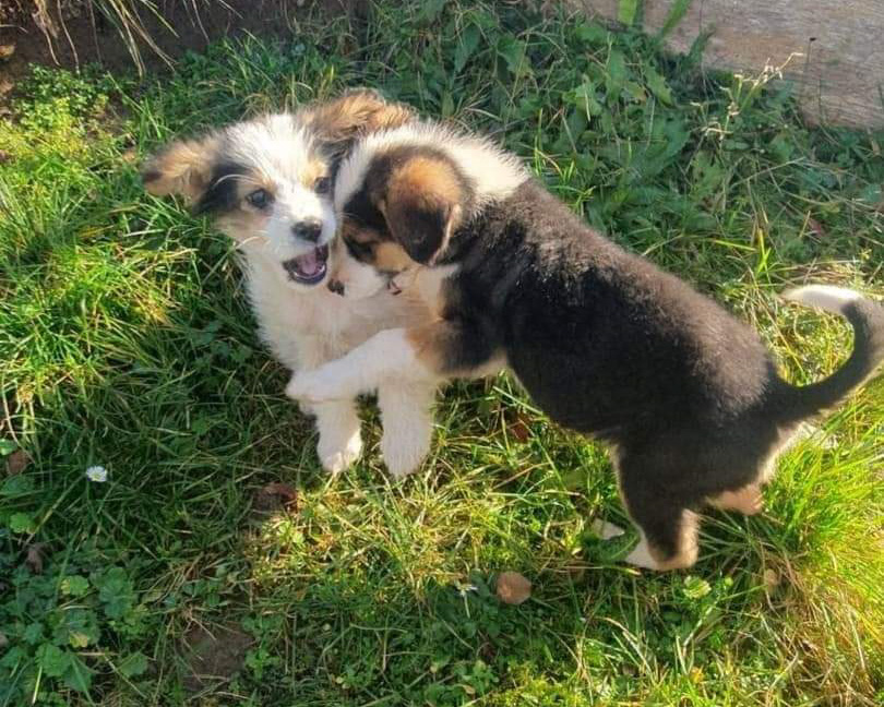 Tierschutzverein Bellas Pfotenhilfe Hunderettung Bosnien Hund adoptieren Brianna
