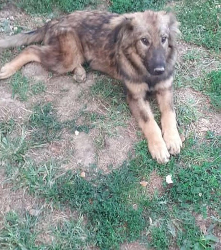 Tierschutzverein Bellas Pfotenhilfe Hunderettung Bosnien Hund adoptieren Bruno
