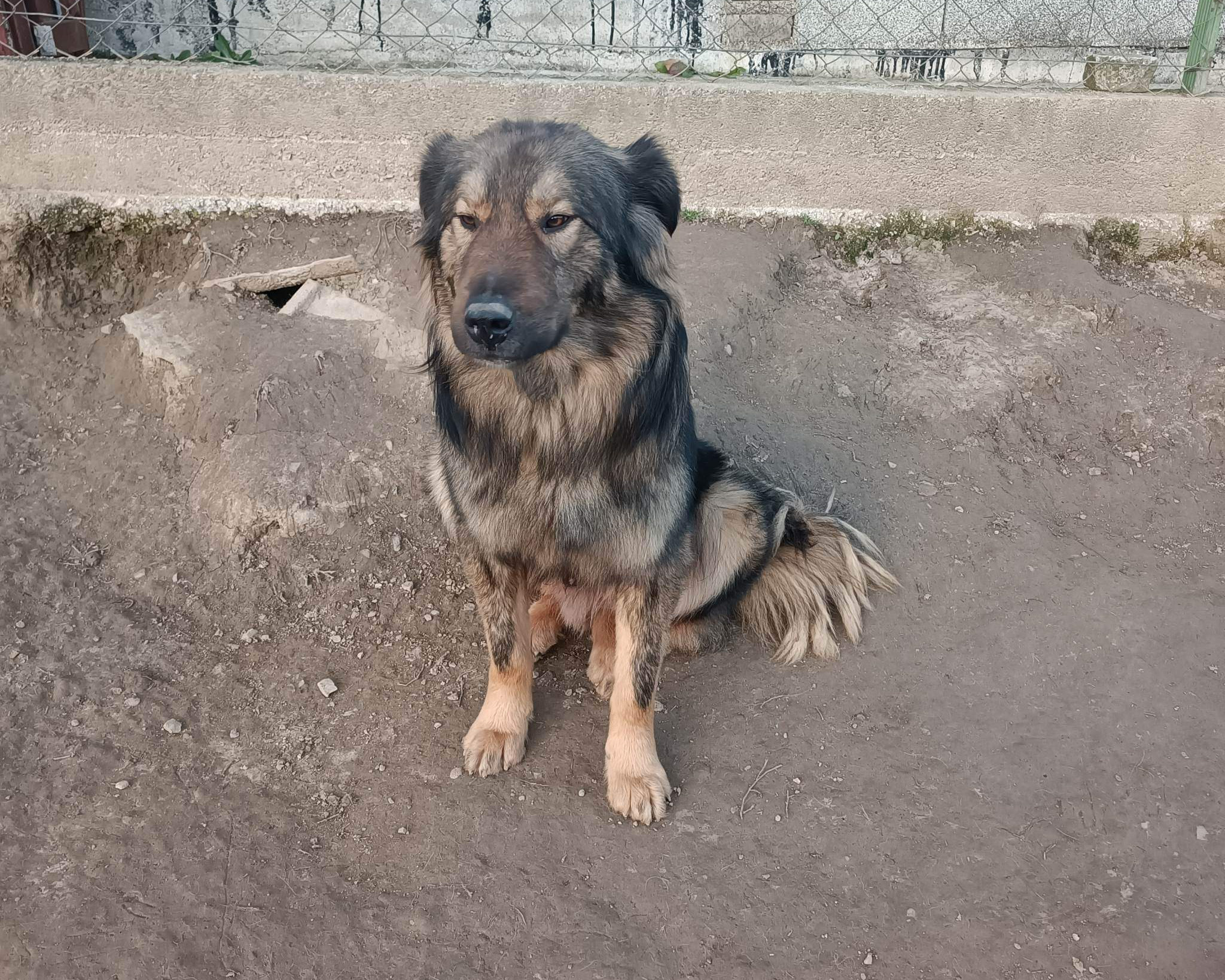 Tierschutzverein Bellas Pfotenhilfe Hunderettung Bosnien Hund adoptieren Bruno