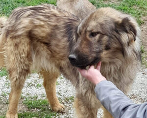 Tierschutzverein Bellas Pfotenhilfe Hunderettung Bosnien Hund adoptieren Bruno