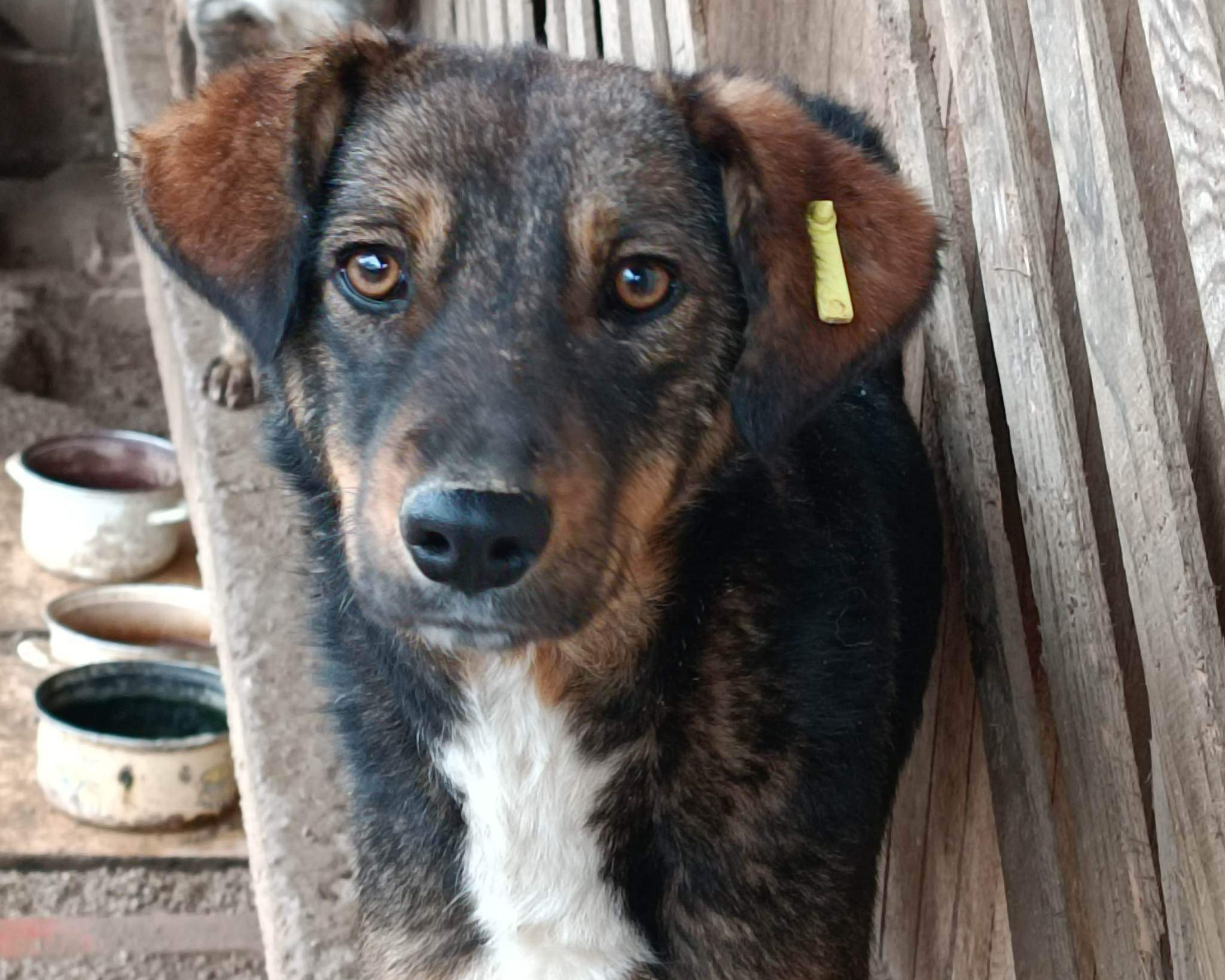 Tierschutzverein Bellas Pfotenhilfe Hunderettung Bosnien Hund adoptieren Buffy