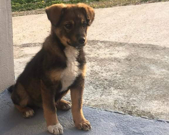 Tierschutzverein Bellas Pfotenhilfe Hunderettung Bosnien Hund adoptieren Buffy
