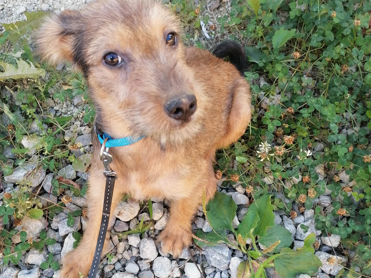 Tierschutzverein Bellas Pfotenhilfe Hunderettung Bosnien Hund adoptieren Caja