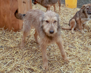 Tierschutzverein Bellas Pfotenhilfe Hunderettung Bosnien Hund adoptieren Caja