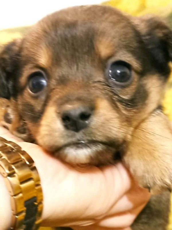 Tierschutzverein Bellas Pfotenhilfe Hunderettung Bosnien Hund adoptieren Cesar