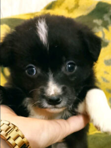 Tierschutzverein Bellas Pfotenhilfe Hunderettung Bosnien Hund adoptieren Chaim