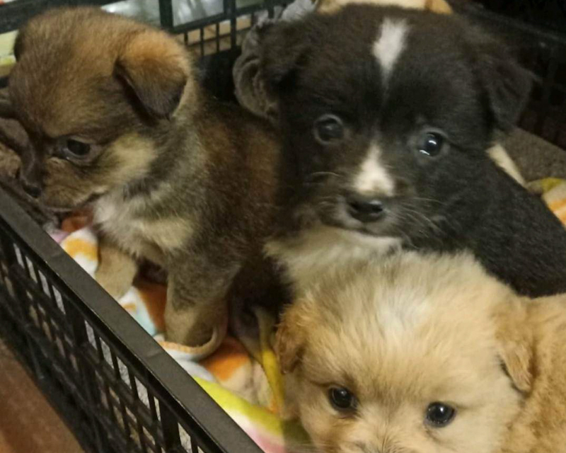 Tierschutzverein Bellas Pfotenhilfe Hunderettung Bosnien Hund adoptieren Chaim