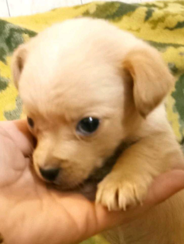 tierschutzverein-bellas-pfotenhilfe-hunderettung-bosnien-hund-adoptieren-chippie-1-1 Tierschutzverein Bellas Pfotenhilfe Hunderettung Bosnien Hund adoptieren Chippie