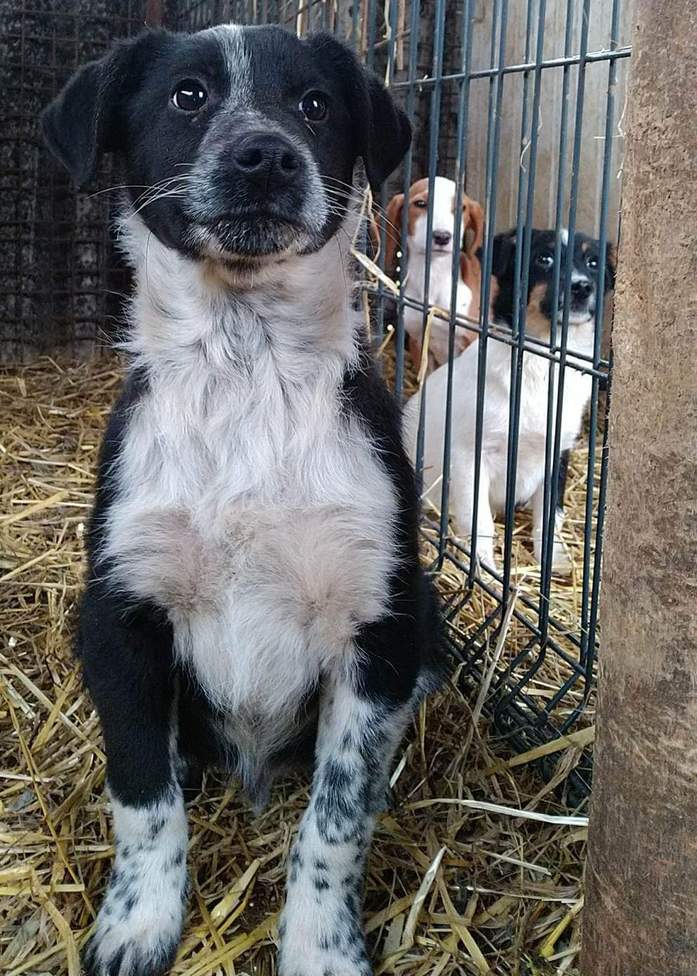 Tierschutzverein Bellas Pfotenhilfe Hunderettung Bosnien Hund adoptieren Cooper
