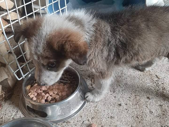 Tierschutzverein Bellas Pfotenhilfe Hunderettung Bosnien Hund adoptieren Danilo