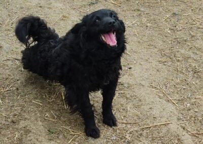 Tierschutzverein Bellas Pfotenhilfe Hunderettung Bosnien Hund adoptieren Debbie