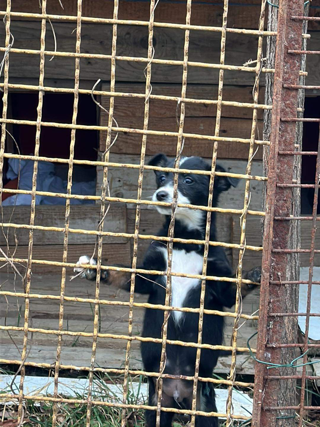 tierschutzverein-bellas-pfotenhilfe-hunderettung-bosnien-hund-adoptieren-don-1-3 Tierschutzverein Bellas Pfotenhilfe Hunderettung Bosnien Hund adoptieren Don