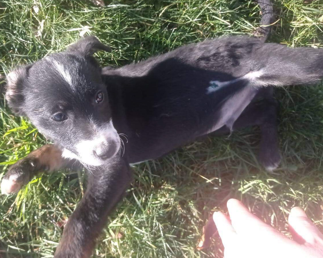Tierschutzverein Bellas Pfotenhilfe Hunderettung Bosnien Hund adoptieren Don