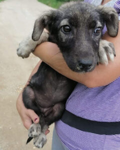 Tierschutzverein Bellas Pfotenhilfe Hunderettung Bosnien Hund adoptieren Ellie