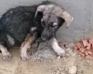 Tierschutzverein Bellas Pfotenhilfe Hunderettung Bosnien Hund adoptieren Ellie