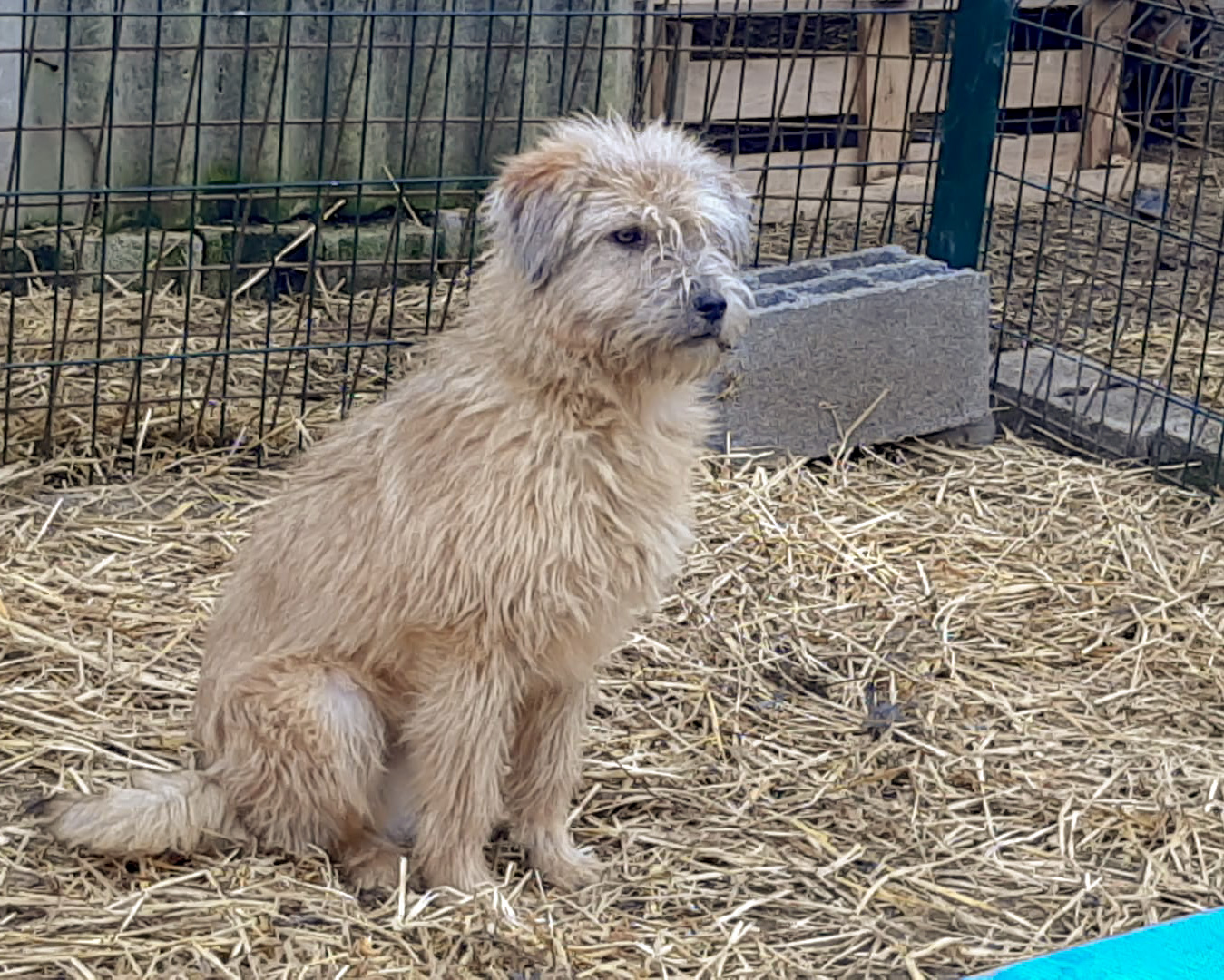 Tierschutzverein Bellas Pfotenhilfe Hunderettung Bosnien Hund adoptieren Felix